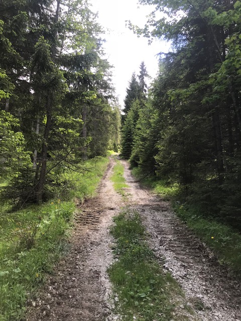 Forstweg-Seinskopf-Karwendel-Bergtour-rebeccaontheroof